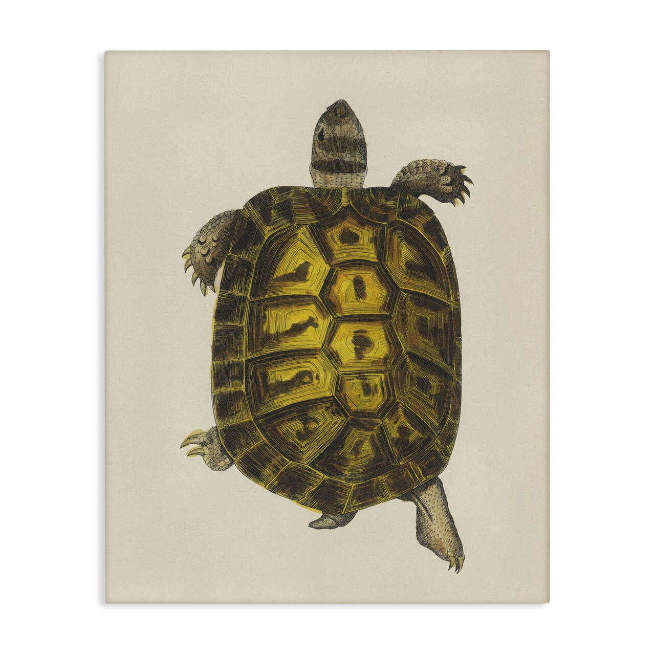 Stupell Industries Vintage Maritime Tortoise Canvas Design by Phillipa Katz